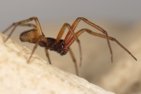 La Fausse Veuve noire. Un mle (Araneae - Theridiidae - Steatoda nobilis)